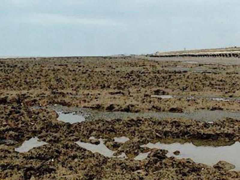 桃园观音藻礁很多年来水源污染从未改善好