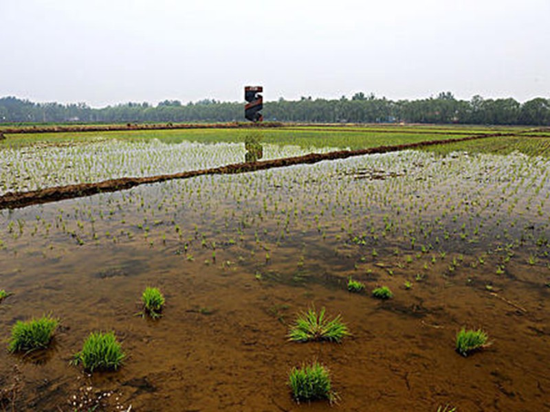 污水流经过的京西稻产地发出一股恶臭味